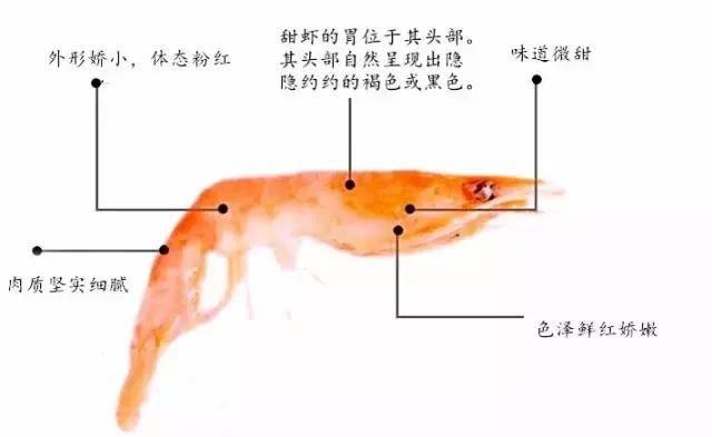 北极甜虾夏天是头籽还是腹籽,北极甜虾原生虾长啥样