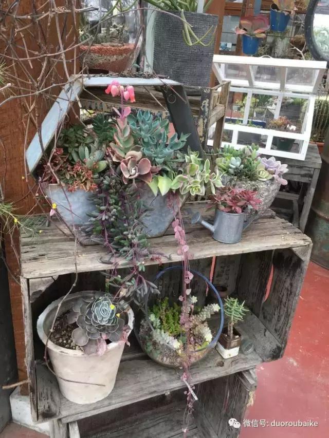 走进多肉园视频,走进日本的南瓜种植