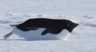 江鲜春季,春天江鲜