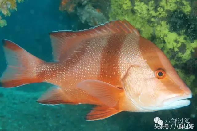 澳洲海鲜什么值得推荐,去澳大利亚能够带的食品有哪些