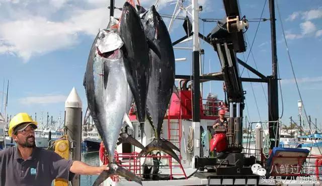 澳洲海鲜什么值得推荐,去澳大利亚能够带的食品有哪些