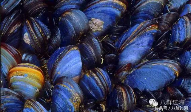 澳洲海鲜什么值得推荐,去澳大利亚能够带的食品有哪些