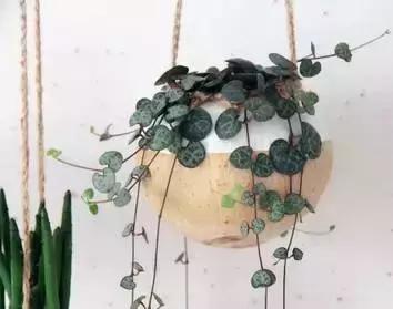 创意手工花盆旧物利用长方形,带把手茶壶旧物改造为花盆