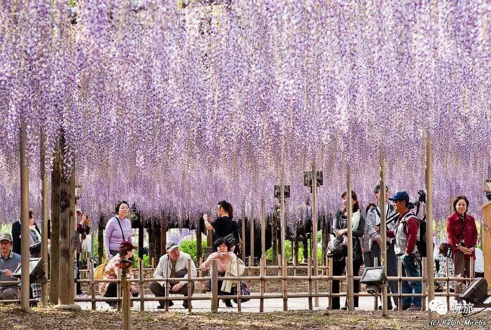 紫藤的四月美景,日本著名紫藤景点