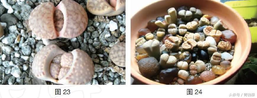 生石花土养怎么消毒,生石花上盆怎么养护