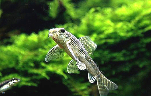 常见原生缸鱼,广西常见原生鱼