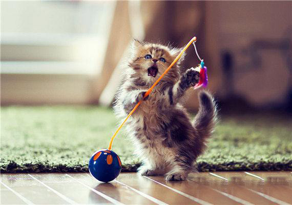 到底该如何选好猫粮呢,怎样选择一个好的猫粮