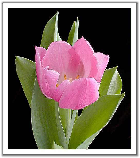 这些花长得极丑镇宅又养人,这些不起眼的花你见过吗