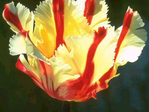 这些花长得极丑镇宅又养人,这些不起眼的花你见过吗