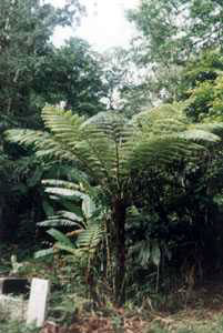 这些花长得极丑镇宅又养人,这些不起眼的花你见过吗