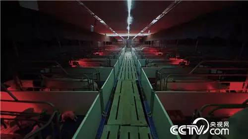 养猪赚猪粪,如何利用猪粪赚钱