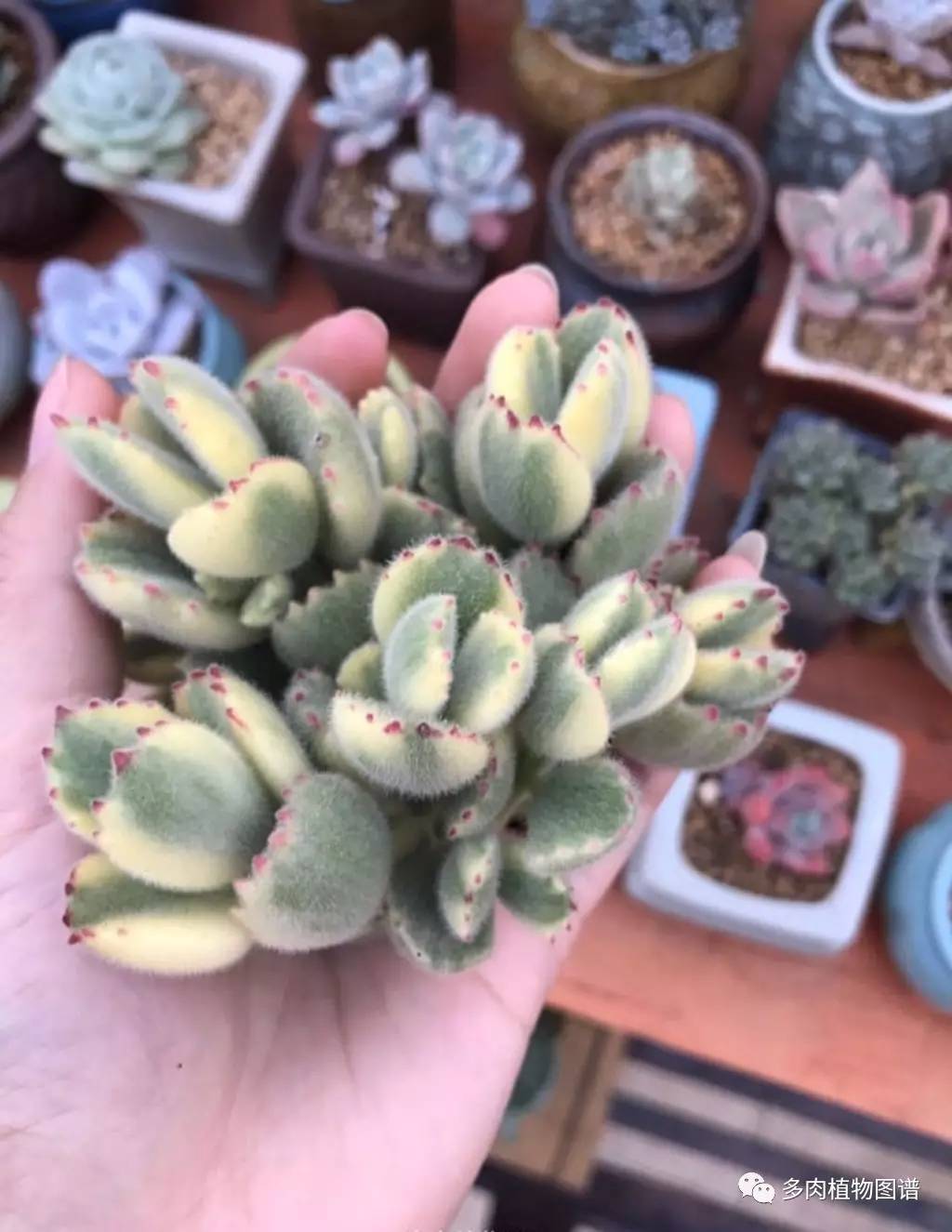 有多热爱多肉的感言,今天你爱国了吗黑板报资料