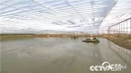 一年纯利润十几万的鱼,一个大棚养出的鱼销售额接近百万