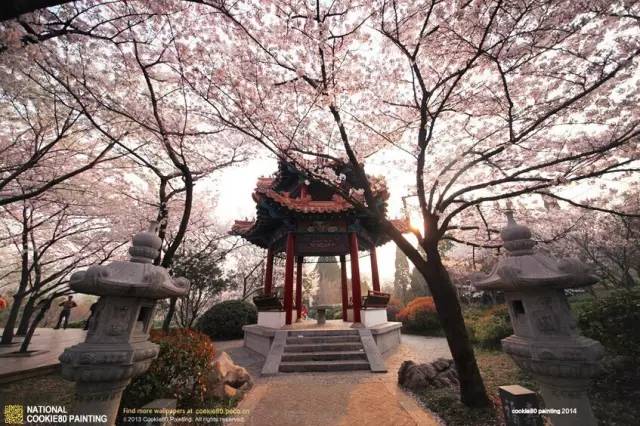 徐州这个村彻底火了，央视一天两次直播！大徐州你咋这么牛