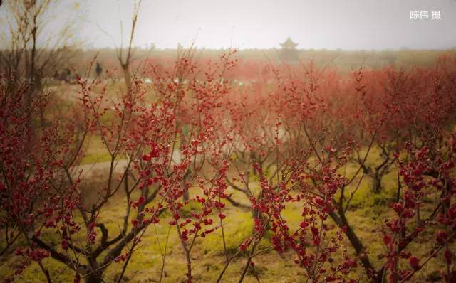 2018上海三八节景点有哪些,上海三八妇女节哪个公园免门票