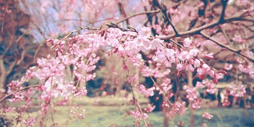 樱花限定款，一起粉出少女味｜时令