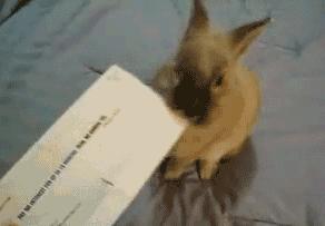 小兔砸月亮,小兔砸崽子