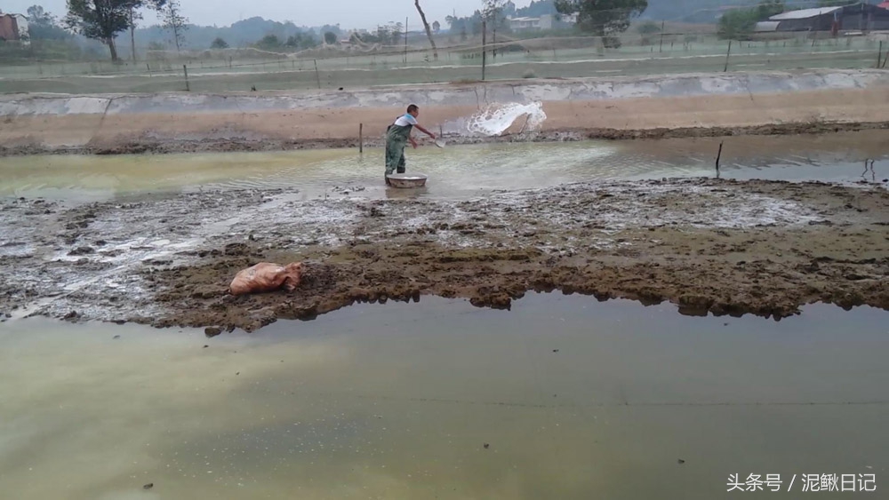 泥鳅苗什么时候投放,泥鳅苗养殖过程中需要投放什么药