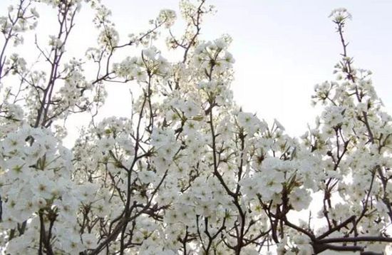 十首清明好诗词,杜牧代表作十首清明诗词