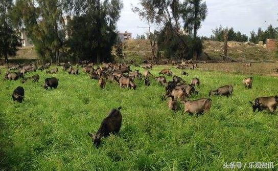 福州特产伴手礼哪里有卖的,福州有哪些能够送礼的干货特产