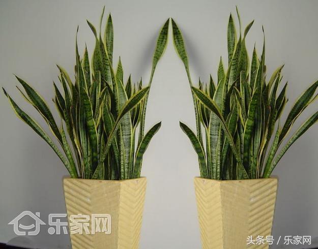 什么绿植除甲醛效果最好最快好养,刚装修好的新房放什么绿植除甲醛