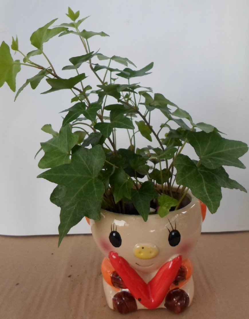 常春藤能够栽在假山上吗,心形常春藤盆栽