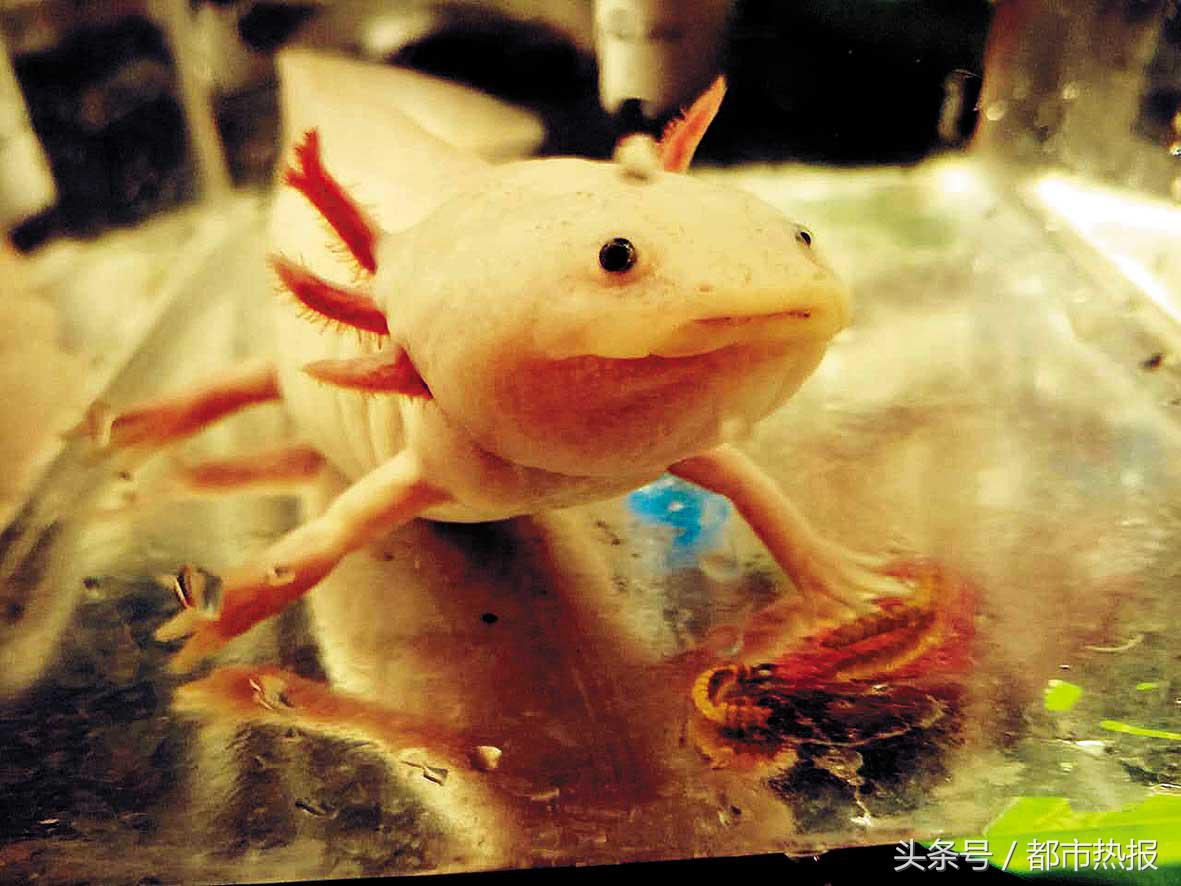 呆萌的六角恐龙,呆萌的六角恐龙鱼