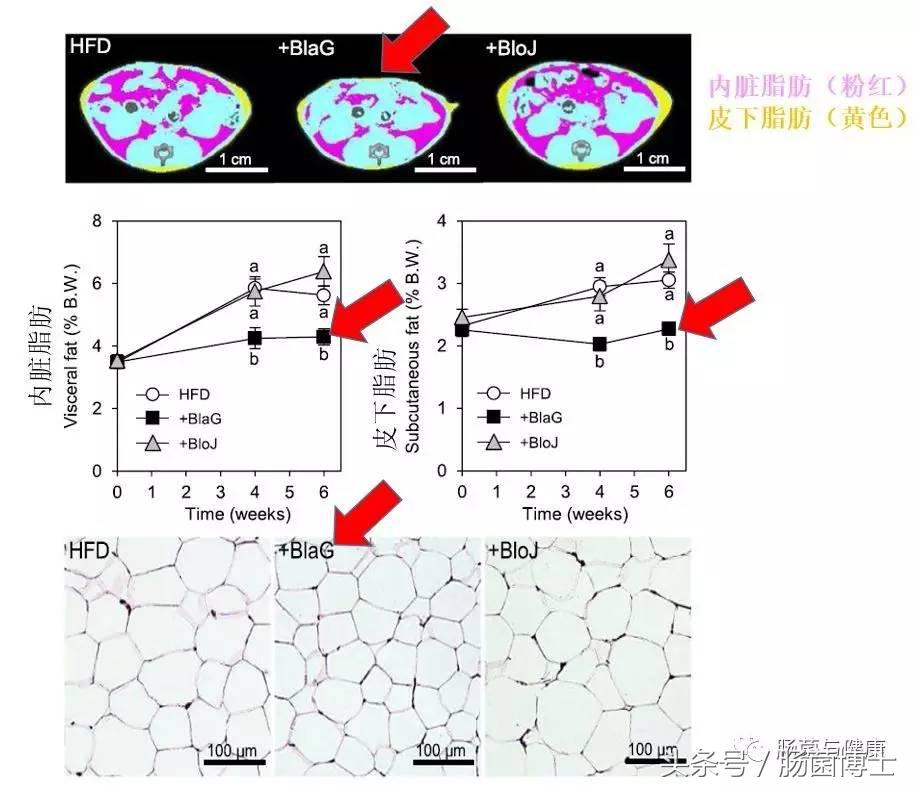 同样是双歧杆菌，你咋就能够减脂呢？