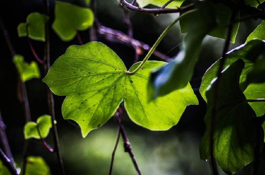 常春藤能够栽在假山上吗,心形常春藤盆栽