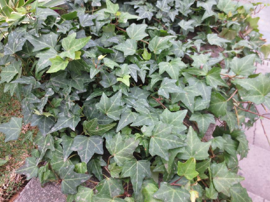 常春藤能够栽在假山上吗,心形常春藤盆栽