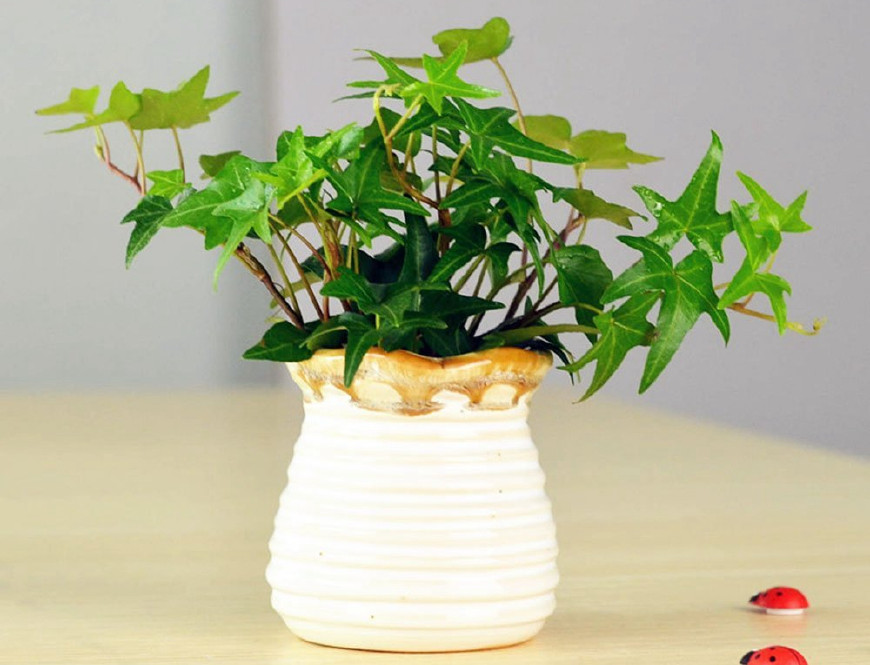 常春藤能够栽在假山上吗,心形常春藤盆栽