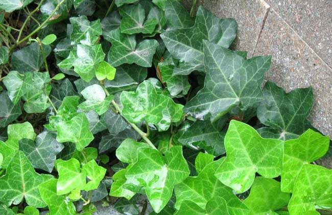 常春藤能够栽在假山上吗,心形常春藤盆栽