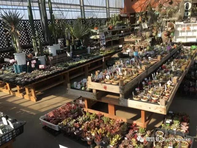 走进多肉园视频,走进日本的南瓜种植