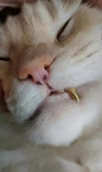 猫咪磕掉一点牙,猫咪磕掉半颗牙