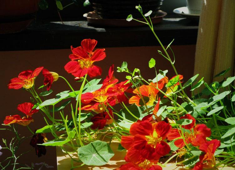 干枯的花怎么救活,花干枯了怎么救活