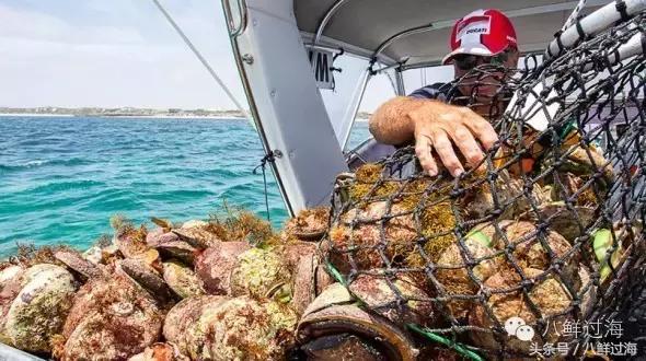 澳洲海鲜什么值得推荐,去澳大利亚能够带的食品有哪些