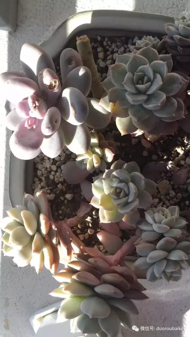 走进多肉园视频,走进日本的南瓜种植