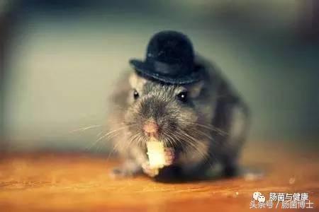 同样是双歧杆菌，你咋就能够减脂呢？