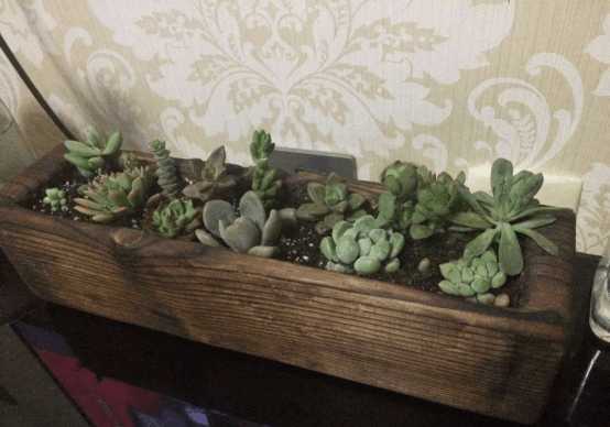 多肉能够用木头种植吗,在家养多肉省钱的最高境界