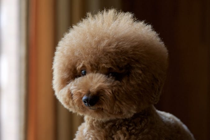 贵宾犬的欧陆式造型有几个球,贵宾犬美容造型种类有哪些