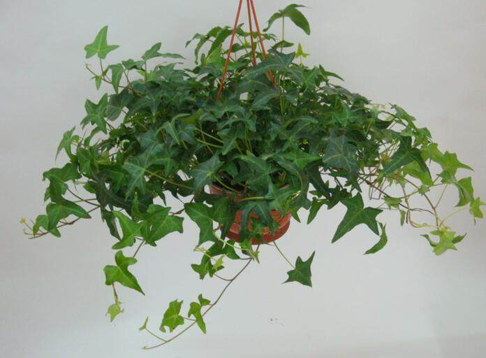 常春藤能够栽在假山上吗,心形常春藤盆栽