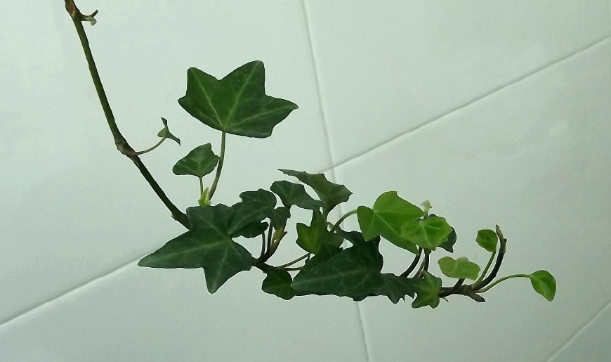 常春藤能够栽在假山上吗,心形常春藤盆栽