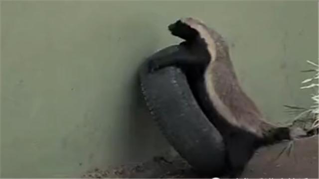 蜜獾平头哥日记,平头哥蜜獾越狱动画