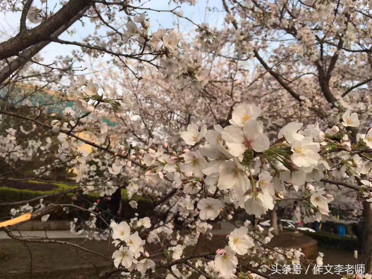 小学毕业语文复习要点：夯实基础提高能力