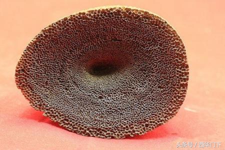 真假犀角,犀角真假简易鉴定方法