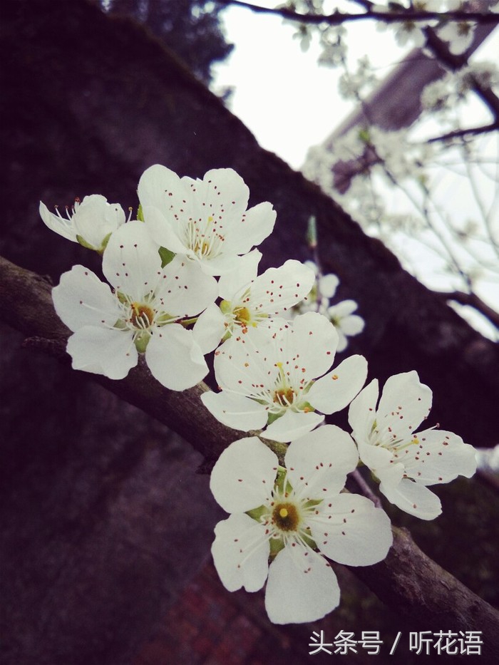 春天除了赏花还有什么景点,油菜花樱花去哪看