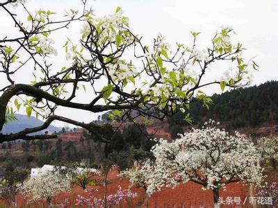 春天除了赏花还有什么景点,油菜花樱花去哪看