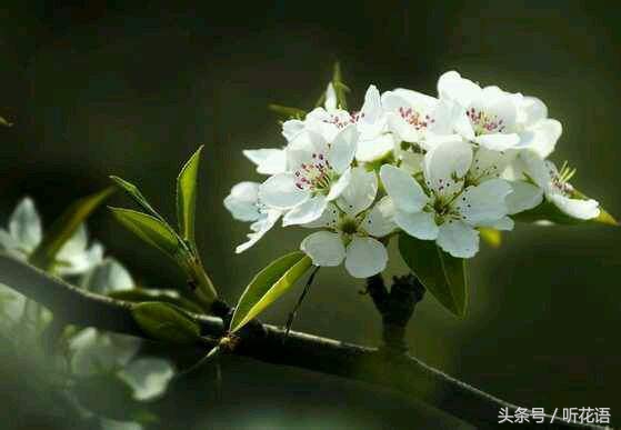 春天除了赏花还有什么景点,油菜花樱花去哪看