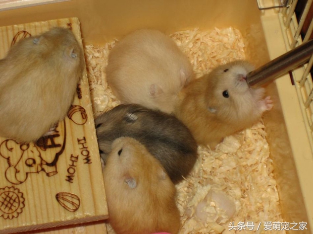 怎么判断自己养的仓鼠是什么品种,仓鼠类中哪只仓鼠最好养