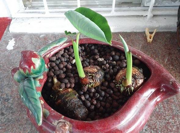 新手小白合适养殖小型盆栽的植物,各种盆栽植物的种植方法